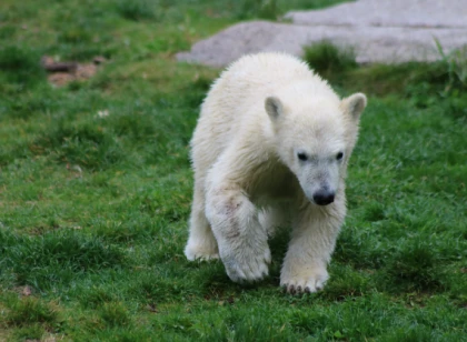 Zoo de Mulhouse