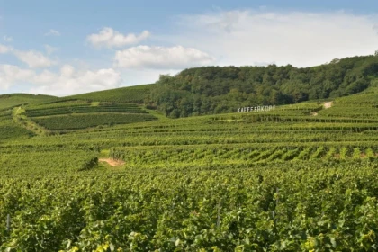 AMMERSCHWIHR #14 - Workshop Tournée des Terroirs - The Kaefferkopf by Caroline Bronner - Bonjour Alsace