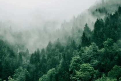 Bain de forêt - app.name