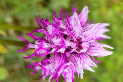 Balade découverte des orchidées sauvages - app.name