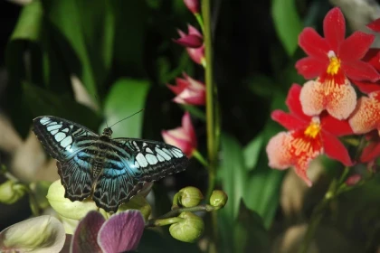 Priority access ticket - the Butterfly Garden - Bonjour Alsace