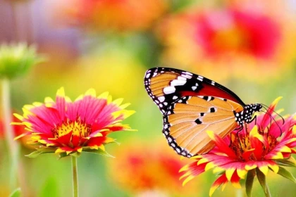 Priority access ticket - the Butterfly Garden - Bonjour Alsace