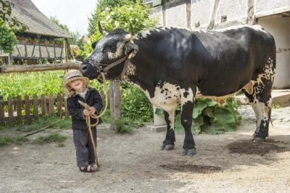 Billet d'entrée - Écomusée d'Alsace - app.name