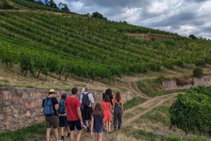 From the vine to the glass [vineyard | cellar | tasting] - Bonjour Alsace