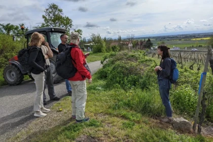 KIENTZHEIM #3 - Workshop Tournée des terroirs - Geological exploration of the Furstentum - Bonjour Alsace