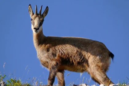 Le champion de nos montagnes, Chamois ! - app.name