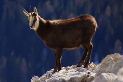 Discover the champion of our mountains, the Chamois! - Bonjour Alsace