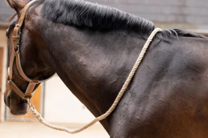 Ma longe/laisse en chanvre - app.name