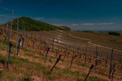 NOTHALTEN #4 - Workshop Tournée des Terroirs - The minerality of the Muenchberg - Bonjour Alsace