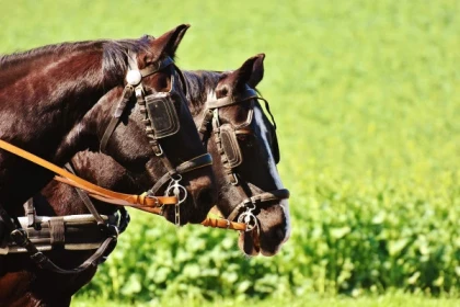 ORSCHWILLER #4 - Workshop - Horse-drawn carriage ride around Grand Cru Praelatenberg - Bonjour Alsace