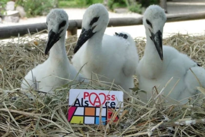 Pass'Alsace : visit Alsace from north to south - Bonjour Alsace