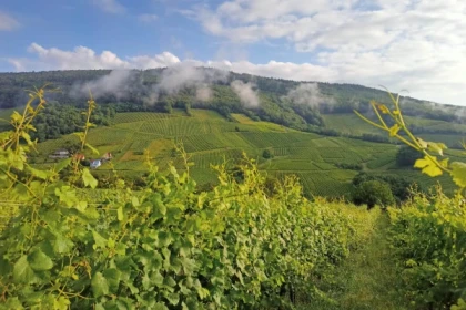 REICHSFELD #11 - Workshop Tournée des Terroirs - The 3 Terroirs Trail - Bonjour Alsace