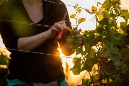 RIBEAUVILLE #8 - Workshop Tournée des Terroirs - Vineyard works : trellising - Bonjour Alsace
