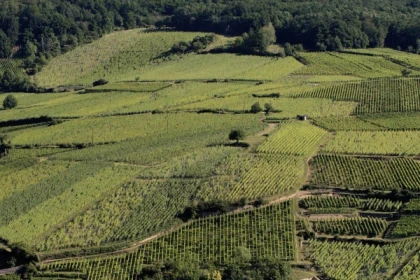 RIBEAUVILLE #8 - Workshop Tournée des Terroirs - Walk through the 3 Grands Crus - Bonjour Alsace