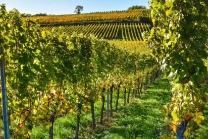Alsace vineyards and wine tasting - Bonjour Alsace