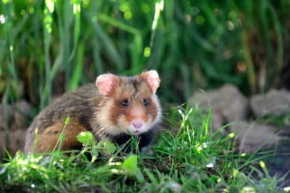 Entrance ticket - Naturoparc - Bonjour Alsace