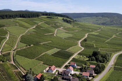 ORSCHWIHR#5 - Workshop Tournée des Terroirs-Lieu-dit Bollenberg vs Grand Cru Pfingstberg - Bonjour Alsace