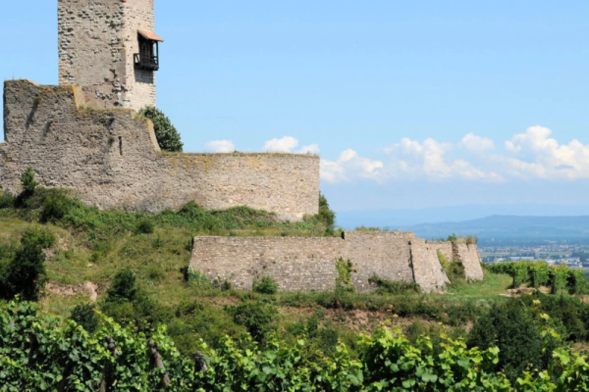 Alsace vineyards and wine tasting - Bonjour Alsace