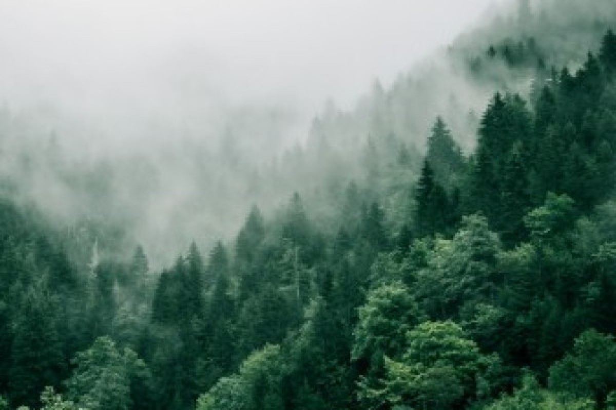 Forest bath - Bonjour Alsace