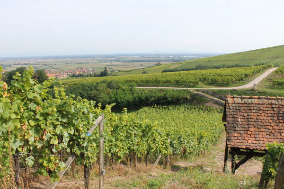 Wine & gourmet walk - Bonjour Alsace