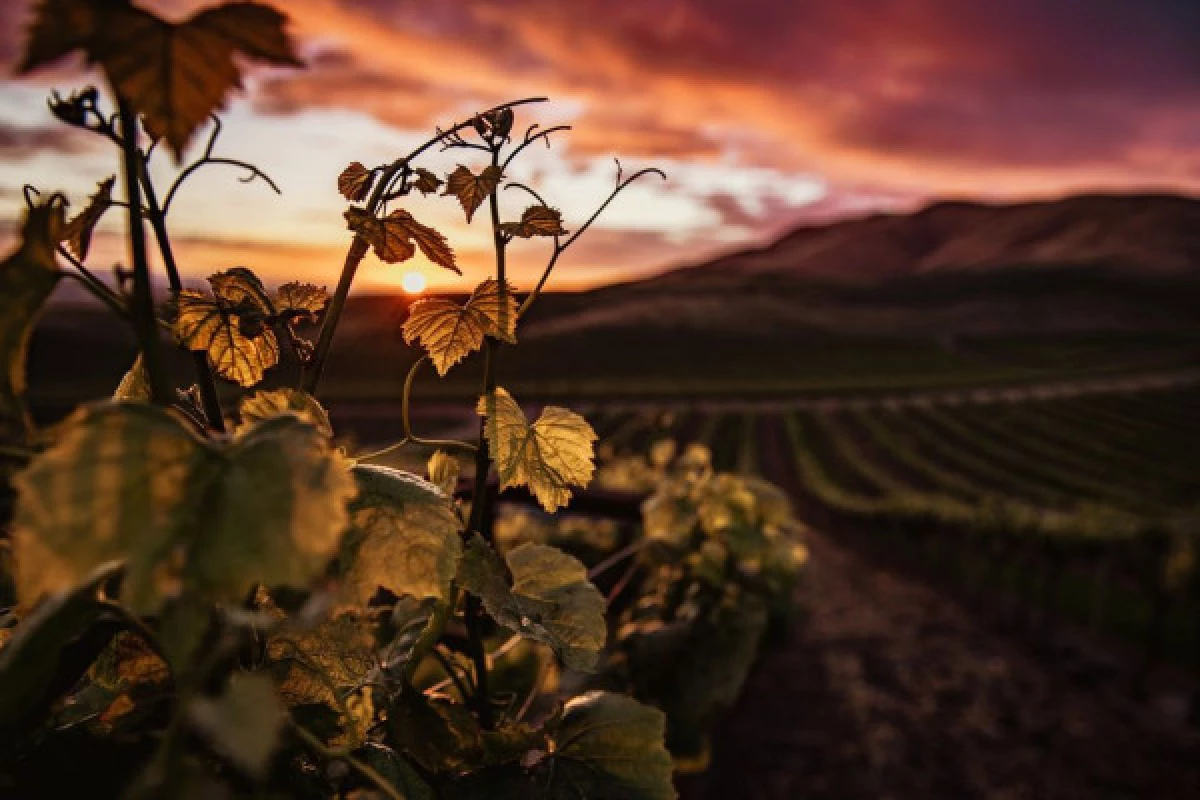 A great experience in the vineyards - Bonjour Alsace