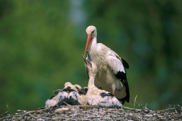 Entrance ticket - Naturoparc - Bonjour Alsace