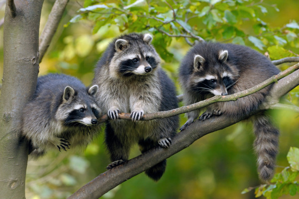 Entrance ticket - Naturoparc - Bonjour Alsace