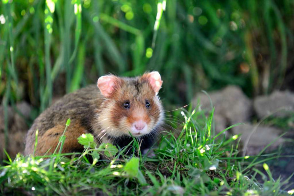Entrance ticket - Naturoparc - Bonjour Alsace
