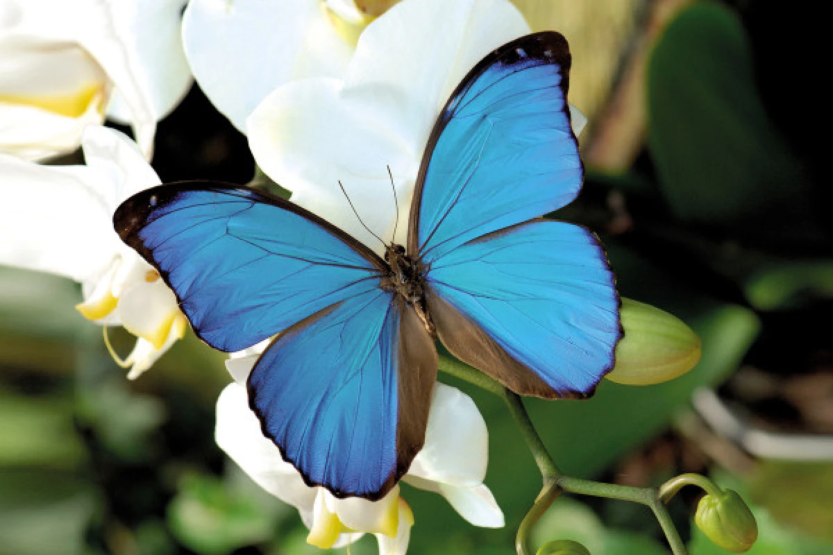 Priority access ticket - the Butterfly Garden - Bonjour Alsace