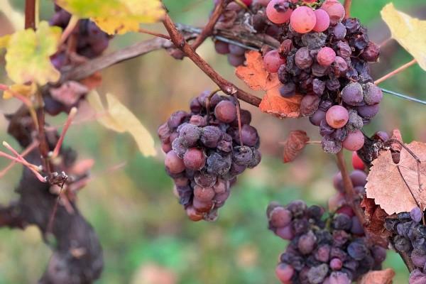 Christmas event - The Secrets of the Late Harvests wines - Bonjour Alsace