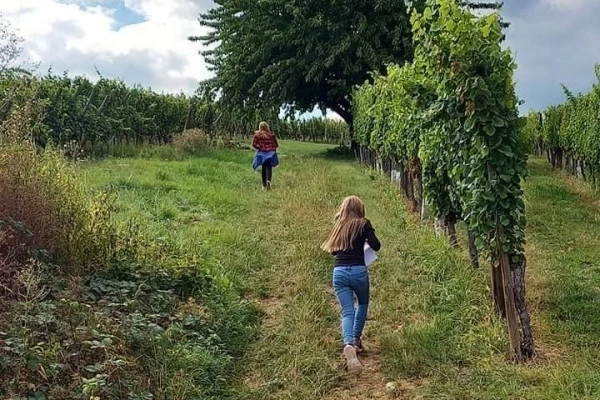 Treasure hunt in the Marckrain vineyard - Bonjour Alsace