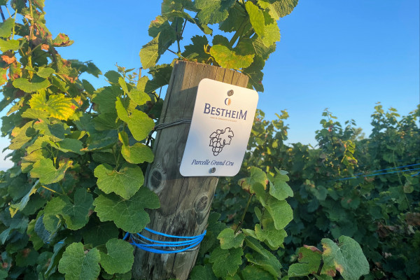 Treasure hunt in the Marckrain vineyard - Bonjour Alsace