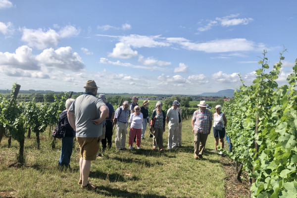 Winegrower discovery: the soul of a vineyard - Bonjour Alsace