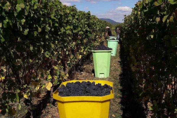 Become a grape picker for a day! - Bonjour Alsace