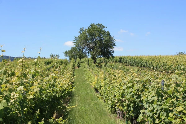 Become a winegrower for a day! - Bonjour Alsace