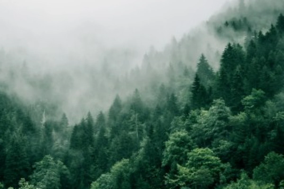 Forest bath - Bonjour Alsace