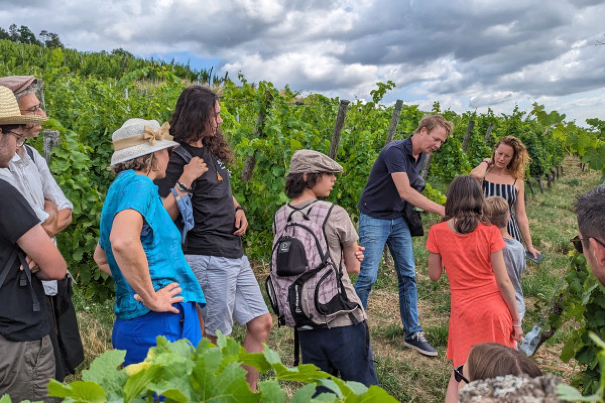 From Vine to Wine – Discover, Taste, Enjoy! - Bonjour Alsace