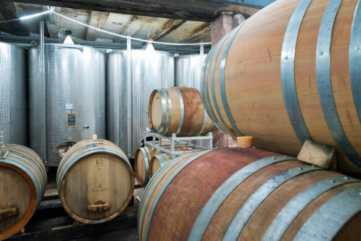 From Vine to Wine – Discover, Taste, Enjoy! - Bonjour Alsace