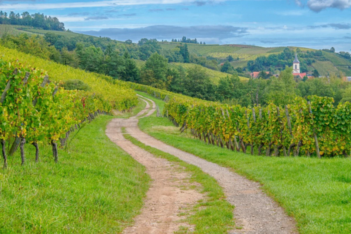 From Vine to Wine – Discover, Taste, Enjoy! - Bonjour Alsace