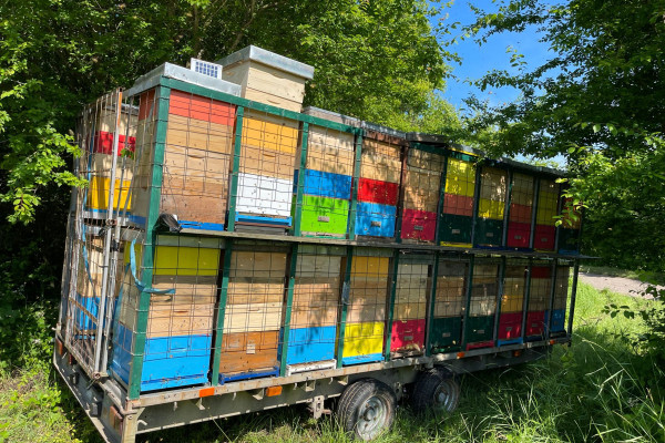 Honig-Verkostung für zwei Personen - Bonjour Alsace