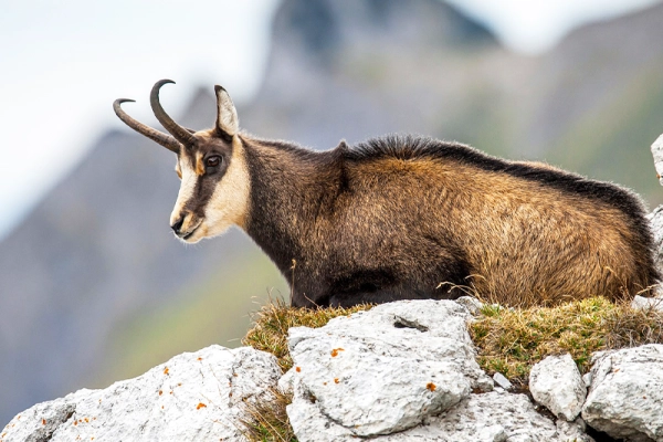 Discover the champion of our mountains, the Chamois! - Bonjour Alsace
