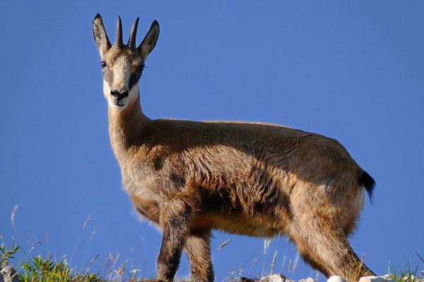 Discover the champion of our mountains, the Chamois! - Bonjour Alsace