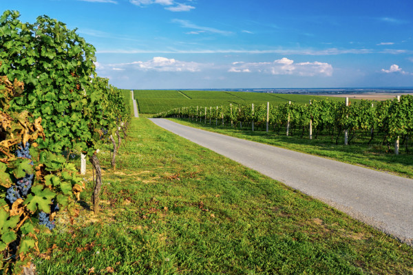 DISCOVERY RALLY ALSACE WINE ROUTE - Bonjour Alsace