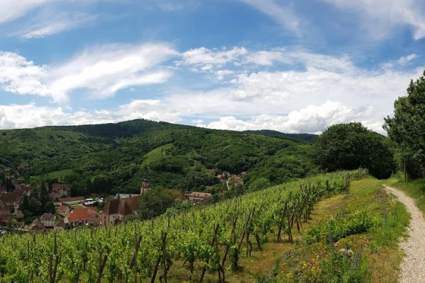 Meet the winegrower in his element! - Bonjour Alsace