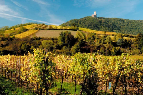 SCHERWILLER #7 - Workshop Tournée des Terroirs - The Rittersberg and its granite wines - Bonjour Alsace