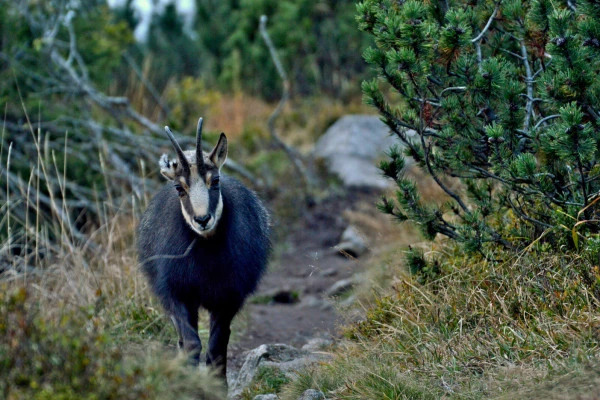 Outing 'Meet the chamois'. - Bonjour Alsace
