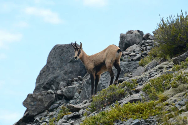 Outing 'Meet the chamois'. - Bonjour Alsace