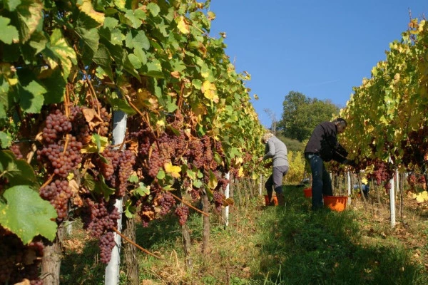 The wines of Alsace in a  private group tour from Colmar - Bonjour Alsace