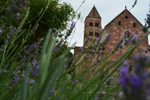 Guided tour, 'Sigolsheim and the famous Sigold wine' - Bonjour Alsace