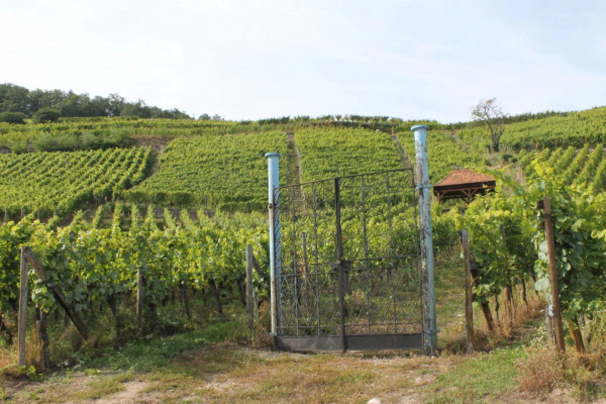 Wine & gourmet walk - Bonjour Alsace